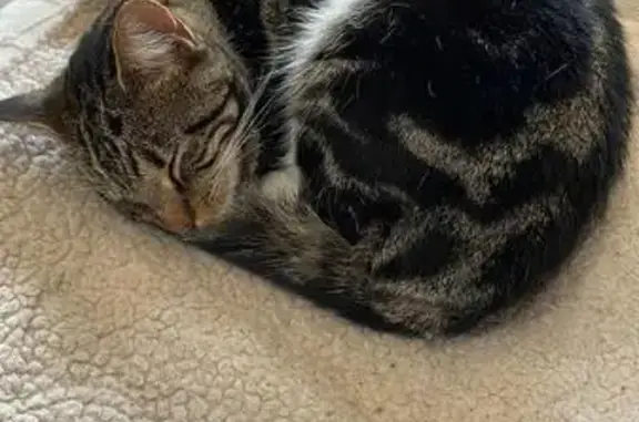 Lost female cat, High Street, Oving, London - tabby with white bib - photo