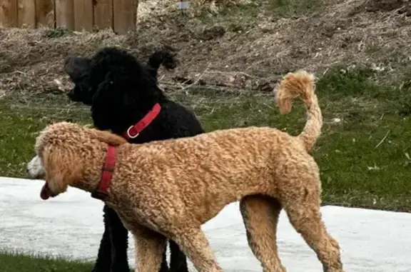 Lost and found pets Rockford, photo: Found dog, Whitman Street, Rockford - two dogs with red collars