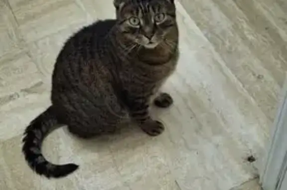 Perdu Chat mâle, Rue Beau Site, 46, Noisy-le-Grand - Noisette, gris rayé - photo