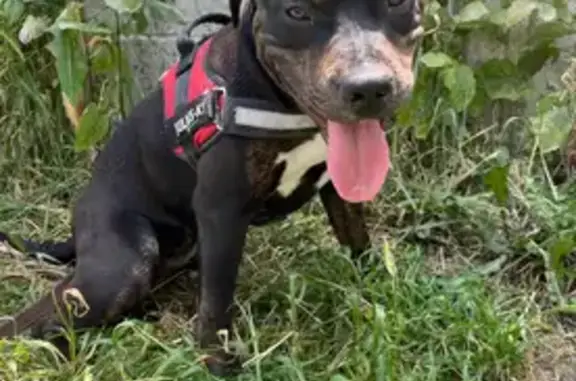 Chien perdu, Route de Tours, Vierzon, Paris - répond au nom de Tayla - photo