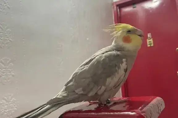 Missing bird Male, New York (usl533386) - photo