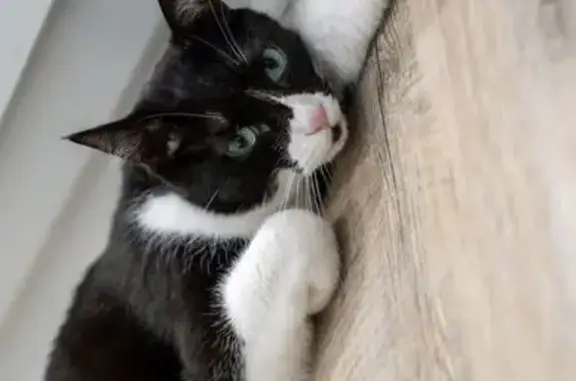 Chat perdu, Montlouis-sur-Loire, photo: Perdu chat mâle, Rue de ChapÍtre, Montlouis-sur-Loire - européen tuxedo