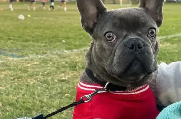 Lost male dog, West Packwood Drive, 2510, Visalia - greyish with brown lines - photo