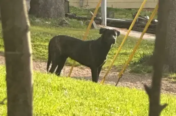 Found dog Rome, photo: Found male dog, Desoto Avenue, Rome - large black with brown patches