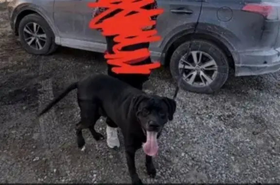 Lost male dog, Bridgewater Drive, Columbia - black lab mix with a blue collar - photo