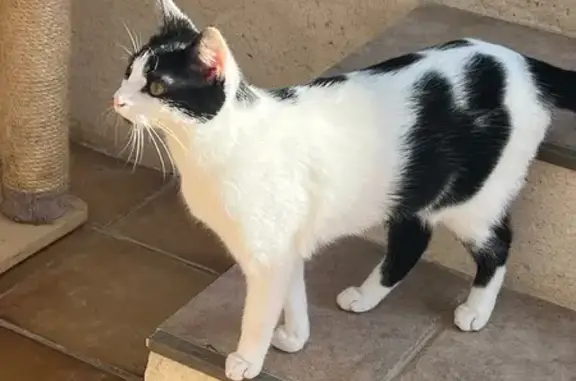 Chat perdu, Rue Malar, Paris - blanche avec des taches noires - photo