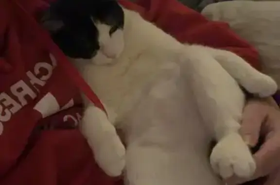 Perdu chat, Le Coudray-Montceaux, Île-de-France - Pippin avec taches noires - photo