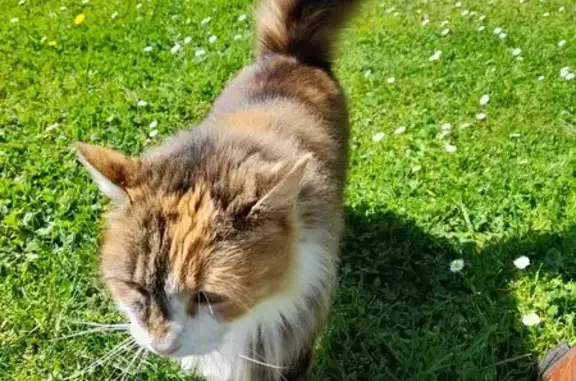 Animaux trouvés Chazelles, photo: Trouvé Chat, Chazelles, Nouvelle-Aquitaine - pelage trois couleurs