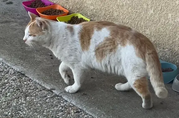 Chat trouvé Naujan-et-Postiac, photo: Chat trouvé, Plantey d'Oline, 3, Espiet, Naujan-et-Postiac - mâle non castré