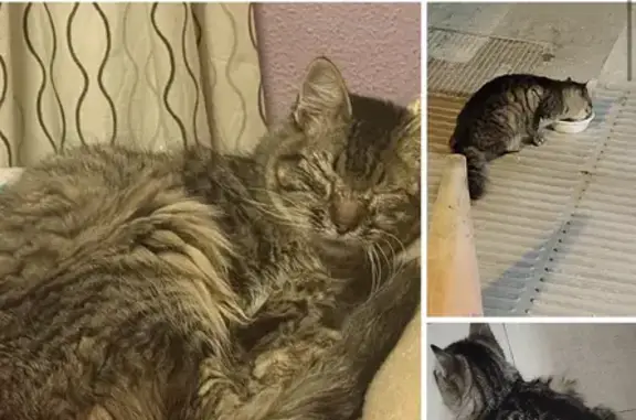 Encontrado gato masculino, Cal...