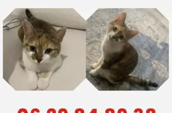Chat perdu, Rixheim, photo: Chat perdu, Rue Paul Drumm, 4, Rixheim