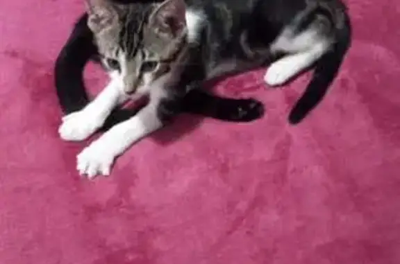 Gato desaparecido Macho (brl002524) - photo