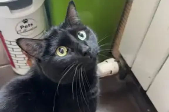 Chat perdu, Paris, photo: Chat perdu, Viry-Châtillon, Paris - homme noir avec tâche blanche