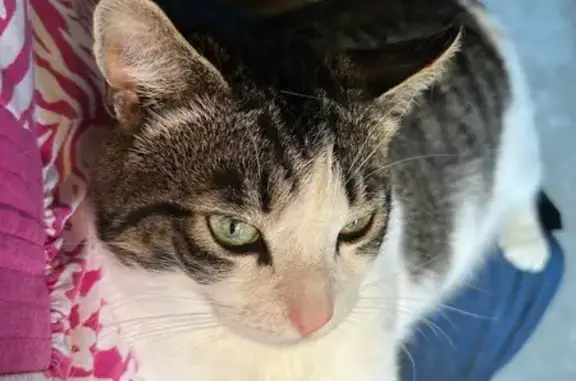 Lost male cat, Brookside Rd & Sauerkraut Ln, Lower Macungie Township - white and black tiger - photo