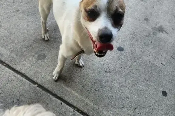 Perro encontrado Zapopan, foto: Perro encontrado Macho, Zapopan (mxf489211)