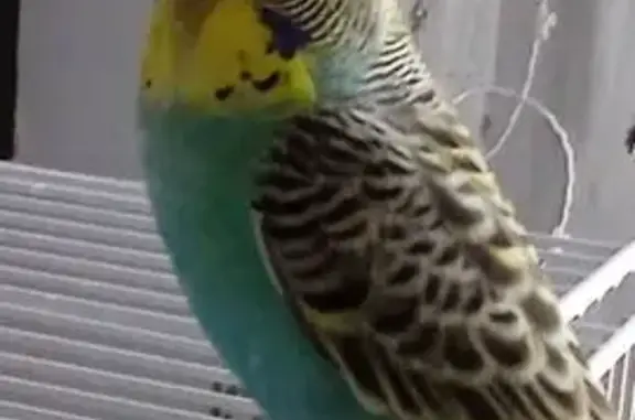 Animaux perdus Paris, photo: Perdu oiseau mâle, Saint-Fons, Paris - perruche chanteuse