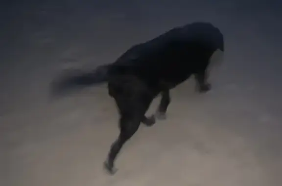 Animaux trouvés Saint-Étienne-au-Mont, photo: Trouvé Chien noir avec collier rouge, Saint-Étienne-au-Mont, Hauts-de-France