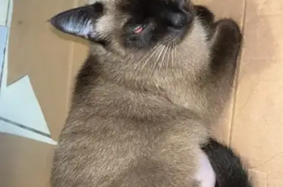 Animaux trouvés Bayonne, photo: Chat trouvé, Allée Docteur Robert Lafon, Bayonne - petite chatte câline