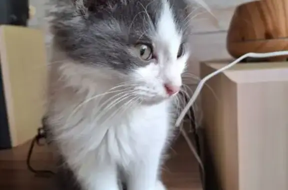 Animaux perdus Lorient, photo: Perdu Chat homme, Allée Calmette et Guérin, Plouzané - gris et blanc