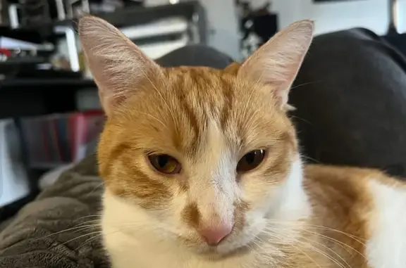 Perdu Chat Homme, Avenue Guyot Dessaigne, 46, Plauzat - court sur pattes et très gourmand - photo