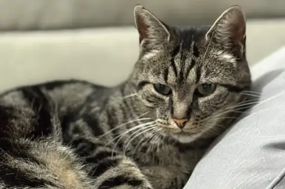 Chat perdu, Saran, photo: Chat perdu, Rue Anatole Faucheux, 240, Saran - très câlin et un peu craintif