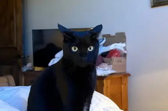 Lost and found pets Salt Lake City, photo: Lost male cat, State Street, Salt Lake City - black with green eyes