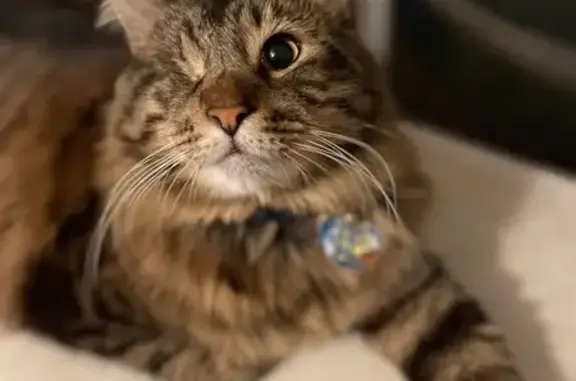 Lost pets Los Angeles, photo: Lost male cat, Edna Street, Los Angeles - one-eyed Maine coon mix