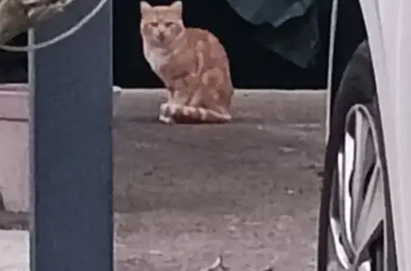 Animaux trouvés Estrablin, photo: Trouvé Chat roux, Route de Septeme, 83, Estrablin