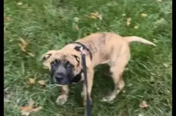 Lost pets Fairfax, photo: Lost dog, Hempstead, Fairfax - brindle puppy with black face