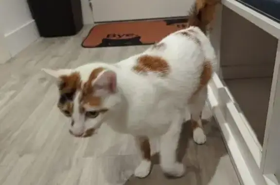 Animaux trouvés Benfeld, photo: Perdu chat homme, Rue du Général de Gaulle, 23, Benfeld - très gentil