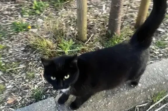 Animaux trouvés Saint-Nazaire, photo: Trouvé Chat Femme, Route de la Côte d'Amour, Saint-Nazaire - pelage noir avec tache blanche