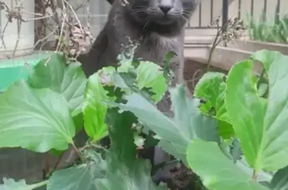Perdu chat mâle, Rue Gambey, 17, Paris - gris avec cravate blanche - photo