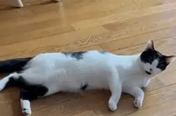 Chat perdu, Rue Saint Dominique, Paris - femelle blanche avec taches en forme de cœur - photo