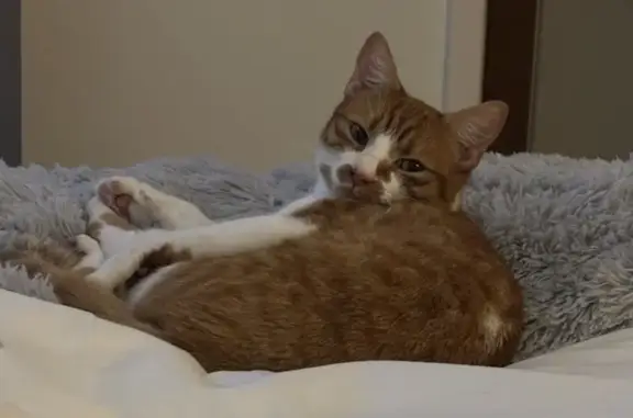 Lost female cat, Barnswood Close, Wolverhampton - short haired ginger and white - photo