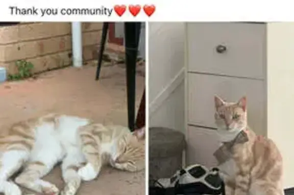 Missing cat Sydney, photo: Missing cat Male, Sydney (al495633)