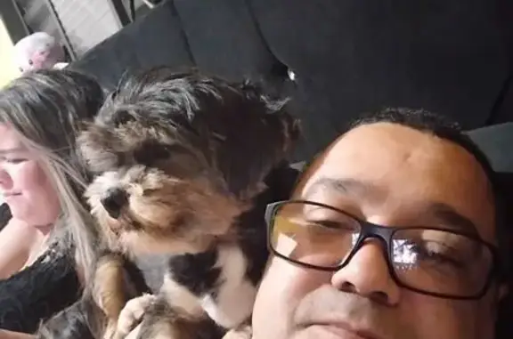 Cachorro perdido Macho (brl002525) - photo