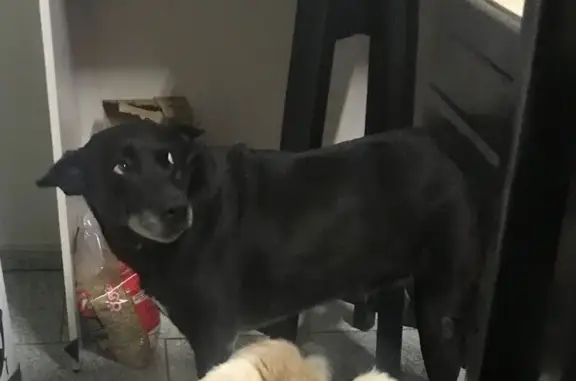 Cachorro perdido Fêmea (brl002526) - photo