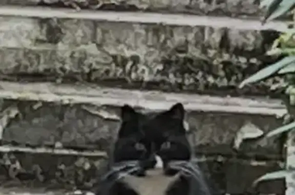 Found cat, Mill Road, Royston...