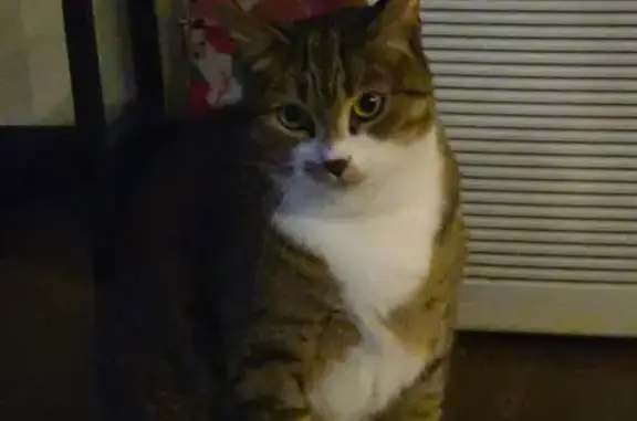 Missing cat Hudson, photo: Lost male cat, Post Oak Drive, Hudson - gray and brown with white chest