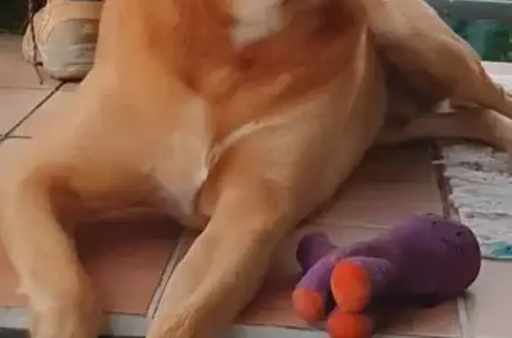 Large tan ridgeback/bull mastiff/great dane. Black collar. Went walkabout from home last night and hasnt returned