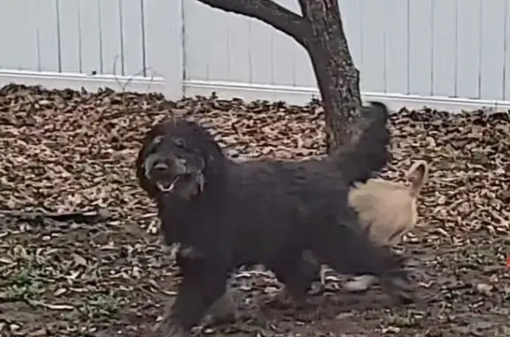 Lost male dog, South Hub Drive, Independence - black Bernadoodle - photo