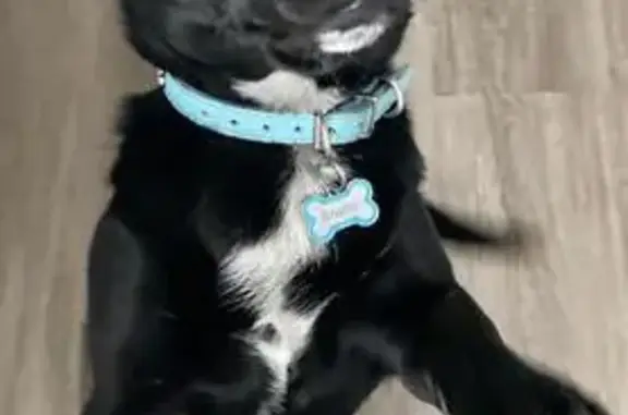 Lost male dog, South Main Street, Emporia - black with a blue collar - photo