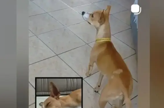 Cachorro perdido Fêmea (brl002528) - photo
