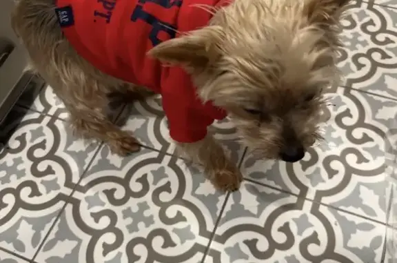 Lost Male Dog, South Bay Avenue, Eastport - Senior Yorkie - photo