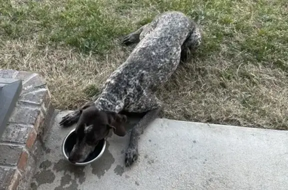 Found dog Bixby, photo: Found female dog, South 89th Avenue East, Bixby - brown spotted hunting dog