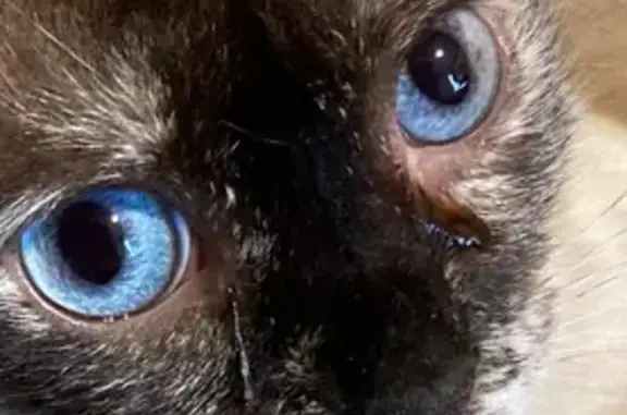 Missing cat Goodman, photo: Lost female cat, Splitlog Road, Goodman - Siamese, super shy