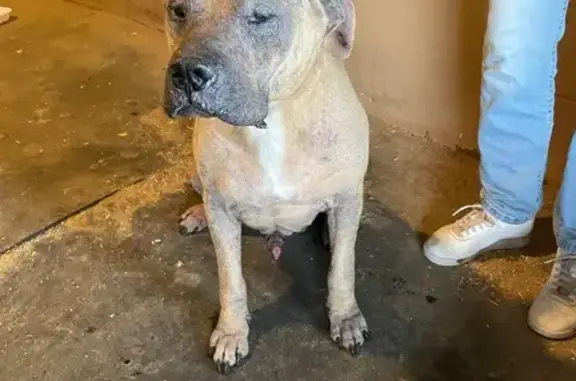 Found dog Anthony, photo: Found male dog, Northeast 120th Street, Anthony