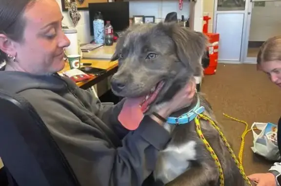 Found dog Kutztown University, photo: Found female dog, Kutztown University, Pennsylvania - young collie mix