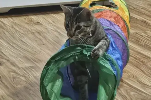 Lost male cat, Behnke Way, 600, Manhattan - lavender collar with a bell - photo