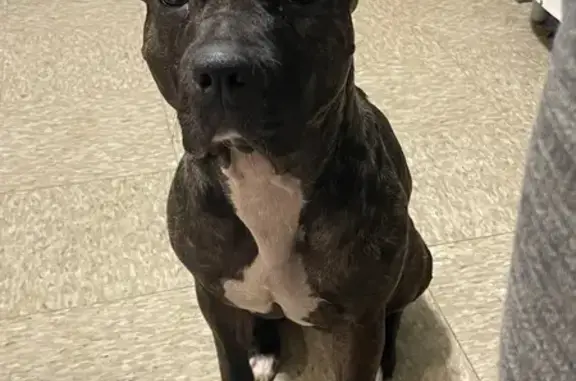 Lost female dog, Vernon Street, Worcester - black brindle with harness - photo